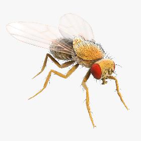 Drosophila Melanogaster 'Fruit Fly'